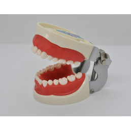 Модель челюсти (типодонт) (32 зуба) со съемными зубами