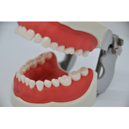 Модель челюсти (типодонт) (32 зуба) со съемными зубами