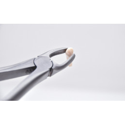 01-101 Щипцы для удаления зубов №2 верхние, резцы/клыки, AGILE