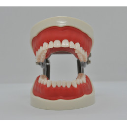 Модель челюсти (типодонт) (32 зуба) со съемными зубами