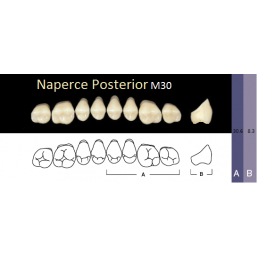 Naperce Posterior, (A3-M30, боковые верхние) (8 шт.) - зубы акриловые двухслойные. Yamahachi