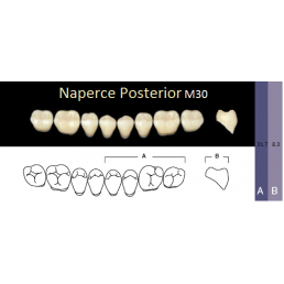 Naperce Posterior, (A4-M30, боковые нижние) (8 шт.) - зубы акриловые двухслойные. Yamahachi