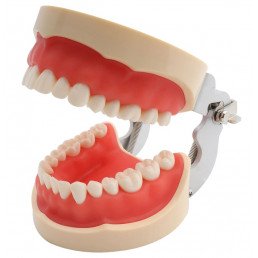 Модель челюсти (типодонт) (32 зуба) со съемными зубами