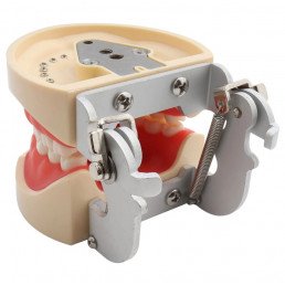 Модель челюсти (типодонт) (32 зуба) со съемными зубами