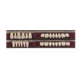 Спофадент Плюс (C2) 1/17-0/6-77N (28шт) - Трехслойные акриловые зубы SPOFA