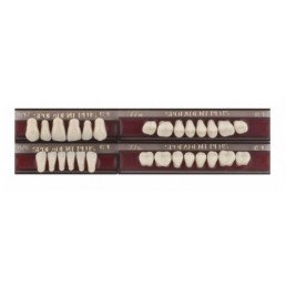 Спофадент Плюс (C1) 1/17-0/6-77N (28шт) - Трехслойные акриловые зубы SPOFA