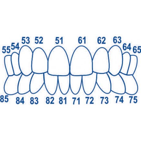 1.912 Матрицы контурные лавсановые закрытые "колпачки" для детских зубов (64 шт) ТОР ВМ