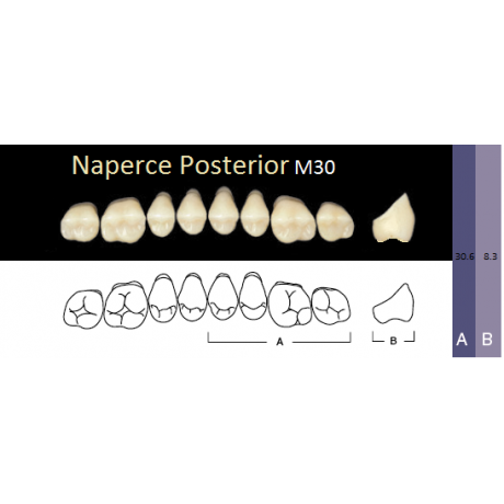 Naperce Posterior, (A3-M30, боковые верхние) (8 шт.) - зубы акриловые двухслойные. Yamahachi  — фото №1