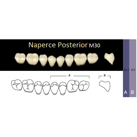 Naperce Posterior, (A4-M30, боковые нижние) (8 шт.) - зубы акриловые двухслойные. Yamahachi  — фото №1